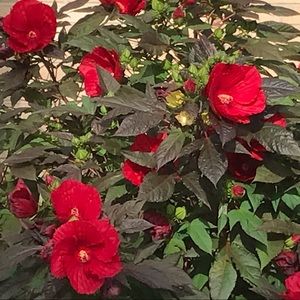 Meet your Posher, Shelly